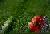 Cricket 1